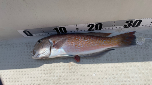 アマダイの釣果