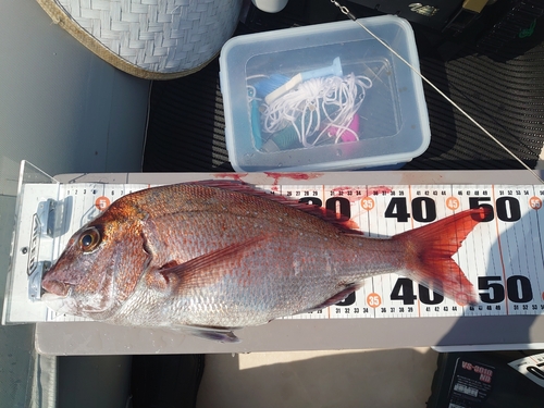 マダイの釣果