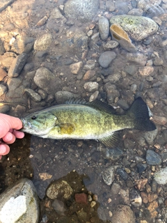 スモールマウスバスの釣果