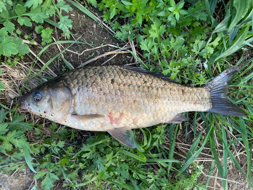 フナの釣果