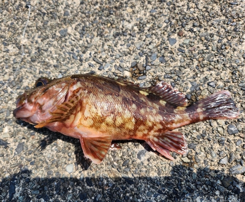 カサゴの釣果