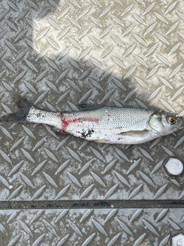 ワタカの釣果