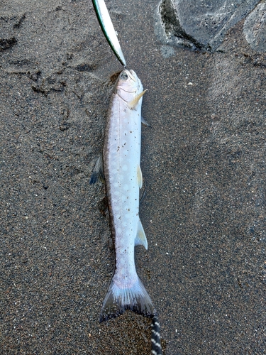 ウミアメの釣果