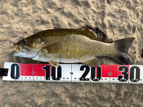 スモールマウスバスの釣果