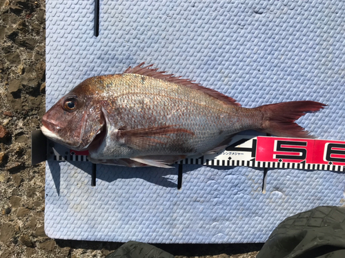 マダイの釣果