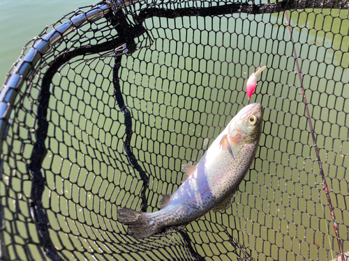 ニジマスの釣果