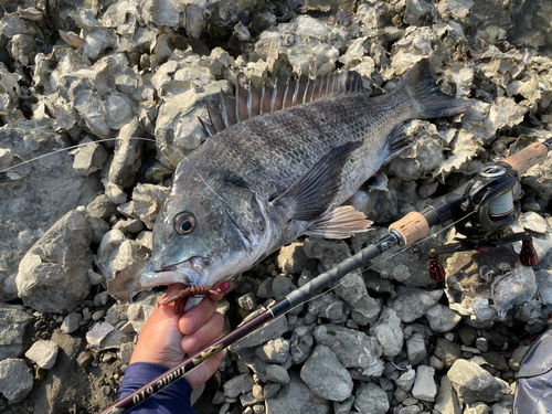 クロダイの釣果