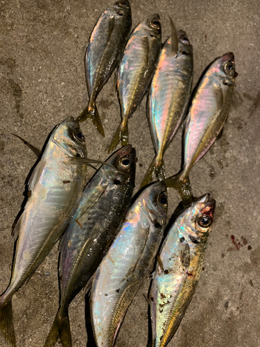 アジの釣果