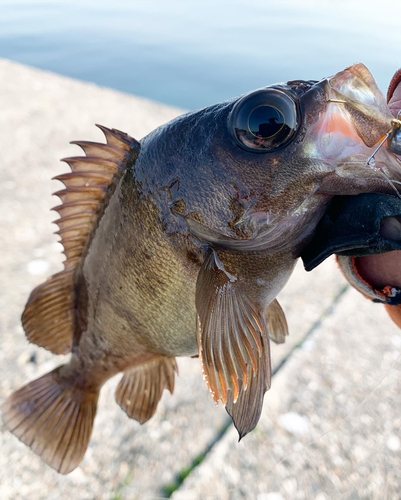 メバルの釣果