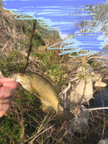 スモールマウスバスの釣果