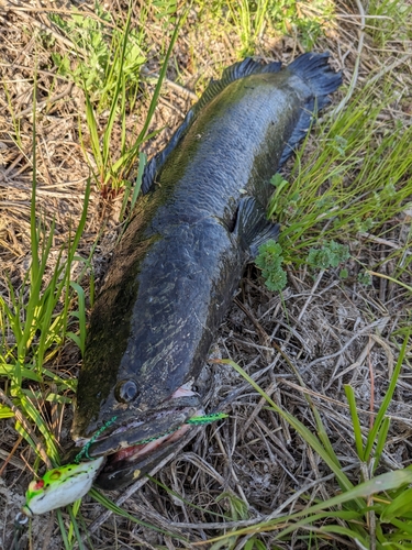 ライギョの釣果