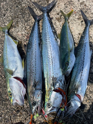 イナダの釣果