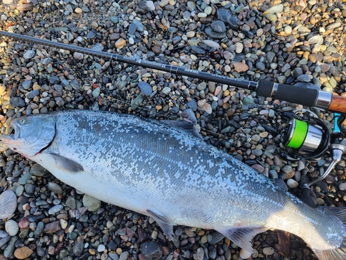 サクラマスの釣果