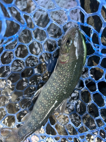 イワナの釣果