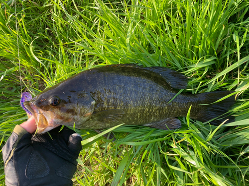 スモールマウスバスの釣果