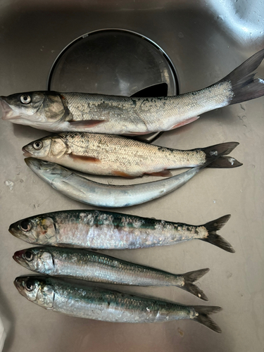 イワシの釣果