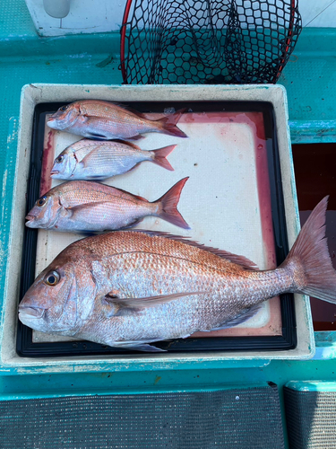 マダイの釣果