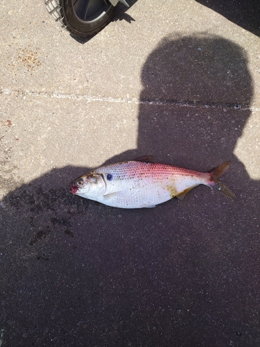 コノシロの釣果