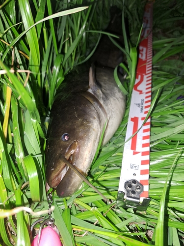 ナマズの釣果