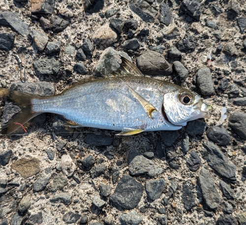 クロサギの釣果