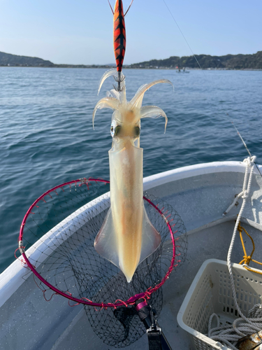 ケンサキイカの釣果