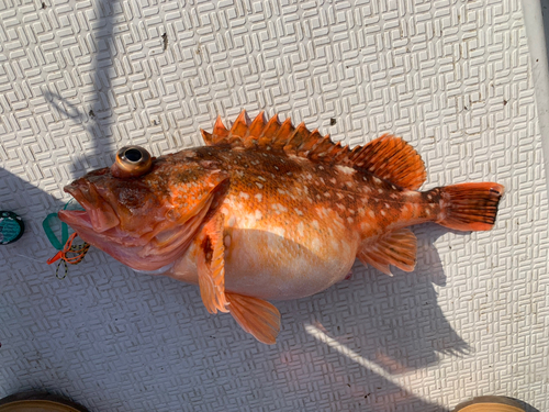 ウッカリカサゴの釣果