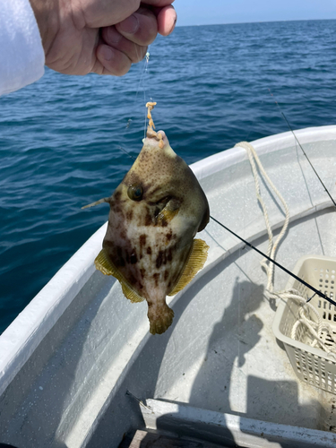 カワハギの釣果