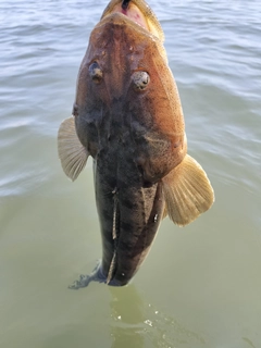 マゴチの釣果