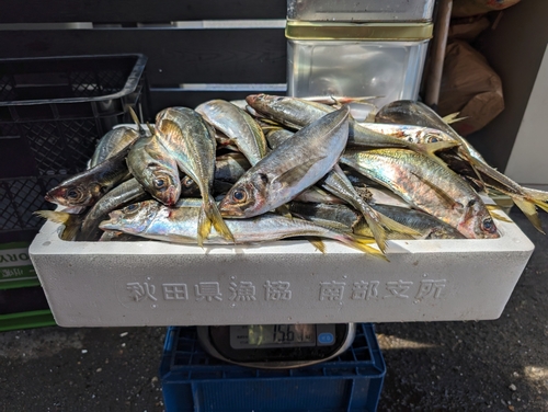 アジの釣果