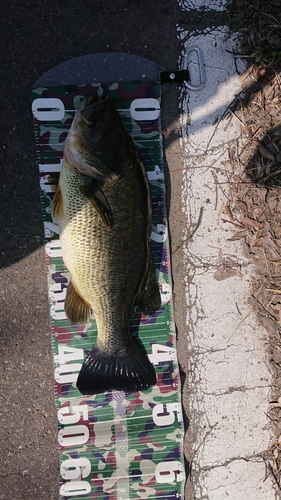 ブラックバスの釣果