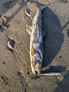 ウミアメの釣果