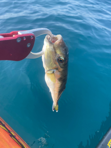 フグの釣果