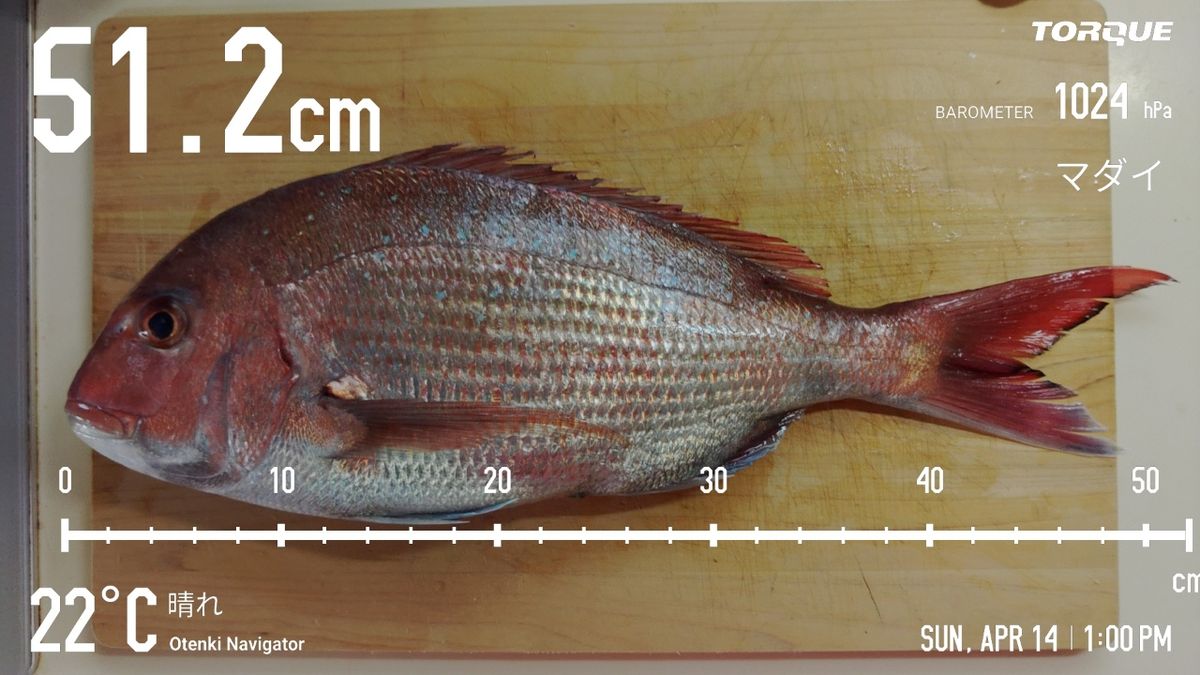 でっけさんの釣果 2枚目の画像