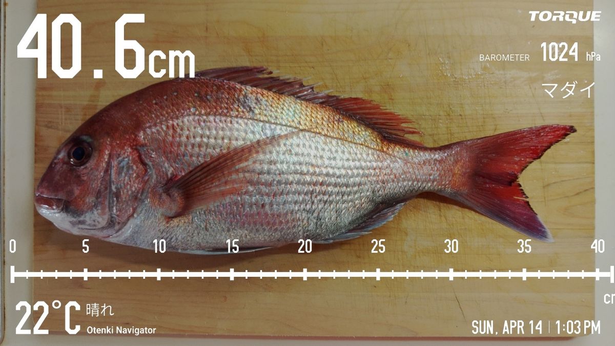 でっけさんの釣果 3枚目の画像