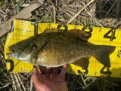 スモールマウスバスの釣果