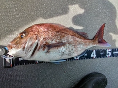 マダイの釣果