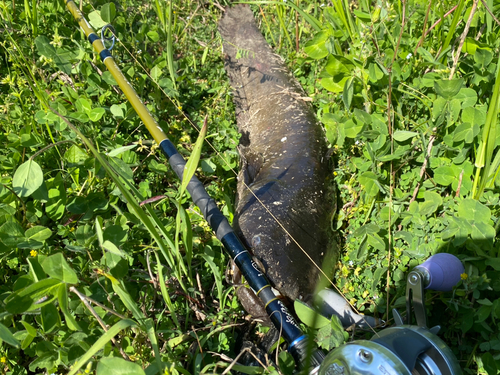 ナマズの釣果