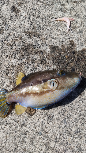 ダイナンウミヘビの釣果