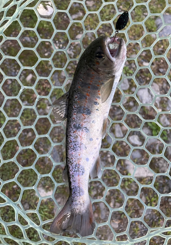 アマゴの釣果