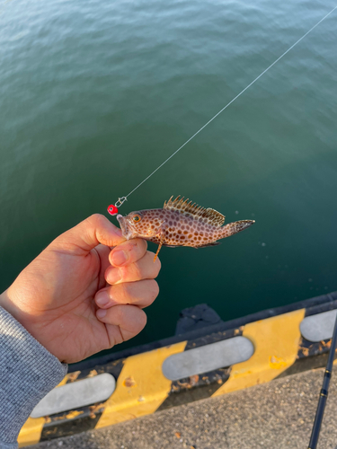 オオモンハタの釣果