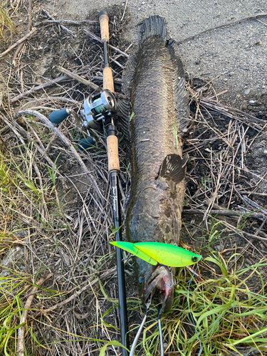 ライギョの釣果