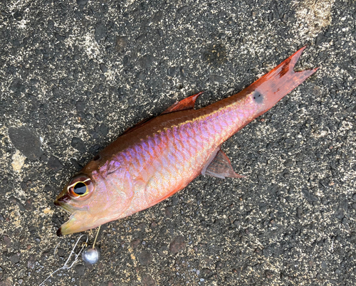 クロホシイシモチの釣果