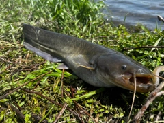 ナマズの釣果