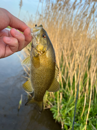 スモールマウスバスの釣果