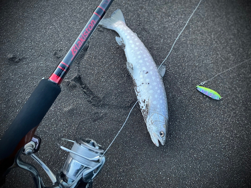 アメマスの釣果