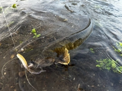 ナマズの釣果