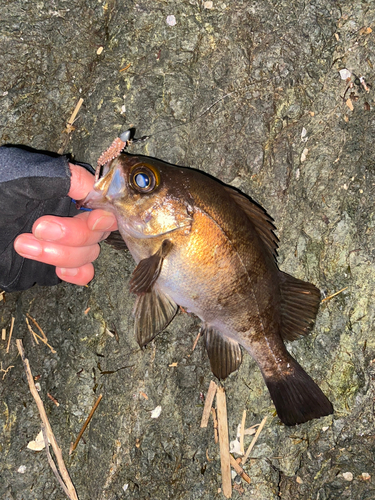 メバルの釣果