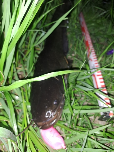 ナマズの釣果