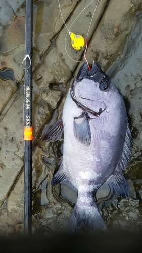 イシダイの釣果