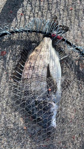 クロダイの釣果